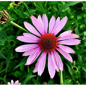 6 x rudbeckia pourpre - echinacea purpurea  - godet 9x9 cm