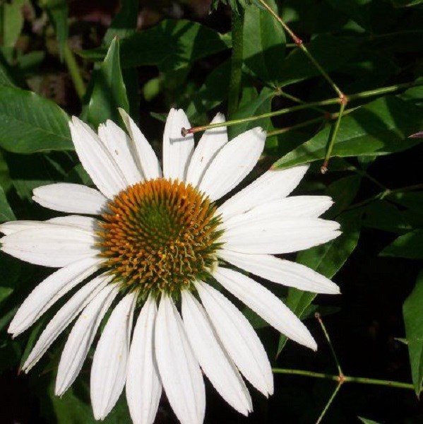 Arborix - 6 x rudbeckia pourpre - echinacea purpurea 'white swan'  - godet 9x9 cm