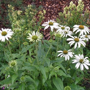 6 x rudbeckia pourpre - echinacea purpurea 'white swan'  - godet 9x9 cm