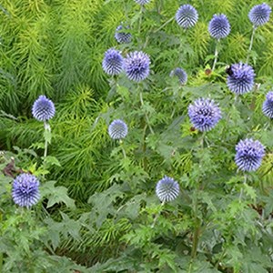 6 x boule azurée - echinops ritro  - godet 9x9 cm