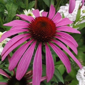 6 x rudbeckia pourpre  - echinacea purpurea 'rubinstern'  - godet 9x9 cm