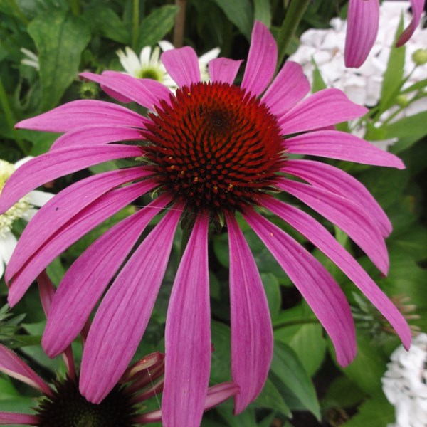 Arborix - 6 x rudbeckia pourpre  - echinacea purpurea 'rubinstern'  - godet 9x9 cm