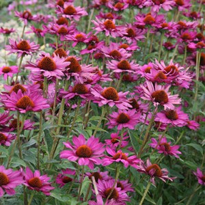 6 x rudbeckia pourpre  - echinacea purpurea 'rubinstern'  - godet 9x9 cm