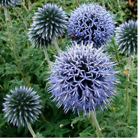 6 x boule azurée  - echinops ritro 'veitch's blue'  - godet 9x9 cm