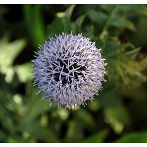 6 x boule azurée  - echinops ritro 'veitch's blue'  - godet 9x9 cm