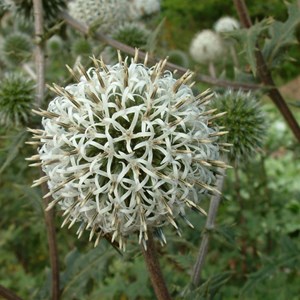 6 x boule azurée  - echinops sphaerocephalus 'artic glow'  - godet 9x9 cm