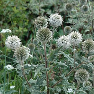 6 x boule azurée  - echinops sphaerocephalus 'artic glow'  - godet 9x9 cm