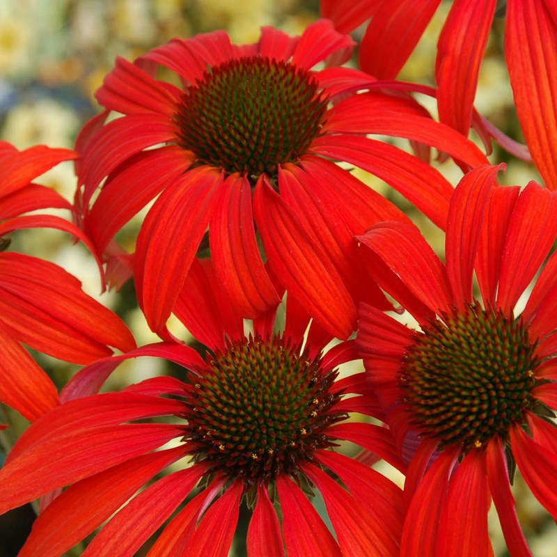 Arborix - 6 x rudbeckia pourpre  - echinacea purpurea 'tomato soup'  - godet 9x9 cm