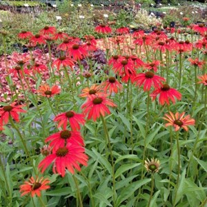 6 x rudbeckia pourpre  - echinacea purpurea 'tomato soup'  - godet 9x9 cm