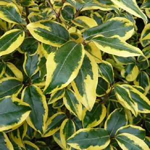 2 x chalef  - elaeagnus ebbingei 'gilt edge'  - 30-40 cm pot