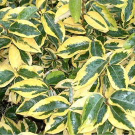 2 x chalef  - elaeagnus ebbingei 'gilt edge'  - 30-40 cm pot