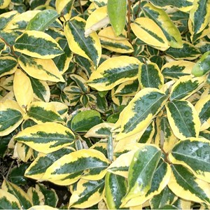 2 x chalef  - elaeagnus ebbingei 'gilt edge'  - 30-40 cm pot