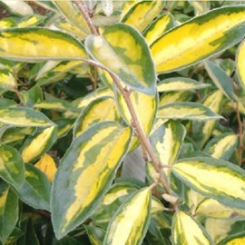 Chalef  - elaeagnus ebbingei 'limelight'  - 60-80 cm pot
