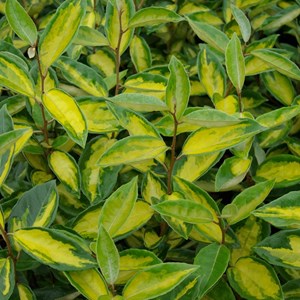 2 x chalef  - elaeagnus ebbingei 'limelight'  - 30-40 cm pot