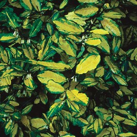 2 x chalef piquant  - elaeagnus pungens 'maculata'  - 30-40 cm pot