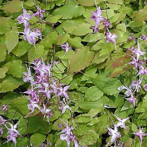 6 x fleur des elfes à grandes fleurs - epimedium grandiflorum 'lilafee' - godet