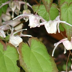 6 x fleur des elfes à grandes fleurs - epimedium grandiflorum  - godet 9x9 cm