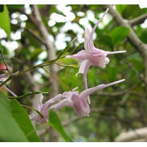 6 x fleur des elfes à grandes fleurs - epimedium grandiflorum  - godet 9x9 cm