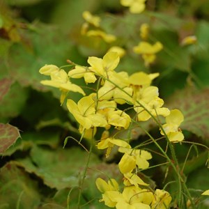 6 x fleur des elfes perralderianium - epimedium perralderianum  - godet 9x9 cm