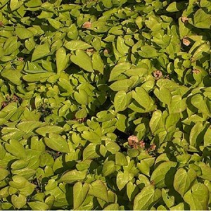 6 x fleur des elfes perralderianium - epimedium perralderianum  - godet 9x9 cm