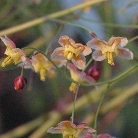 6 x fleur des elfes  - epimedium pinnatum 'black sea'  - godet 9x9 cm