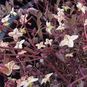 6 x fleur des elfes  - epimedium pinnatum 'black sea'  - godet 9x9 cm
