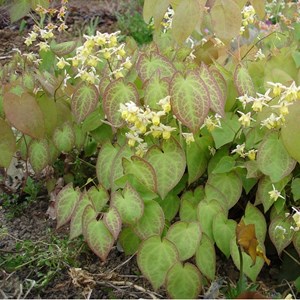 6 x fleur des elfes jaune  - epimedium pinnatum 'colchicum'  - godet 9x9 cm