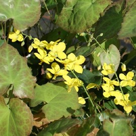 6 x fleur des elfes 'fröhnleiten' - epimedium perralderianum 'frohnleiten' -