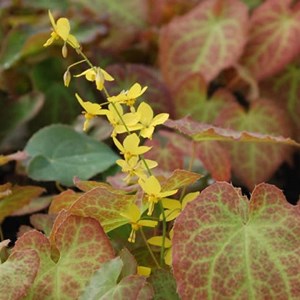 6 x fleur des elfes 'fröhnleiten' - epimedium perralderianum 'frohnleiten' -