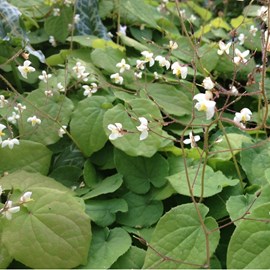 6 x fleur des elfes pubigerum - epimedium pubigerum  - godet 9x9 cm