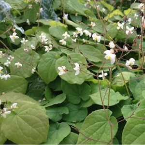 6 x fleur des elfes pubigerum - epimedium pubigerum  - godet 9x9 cm