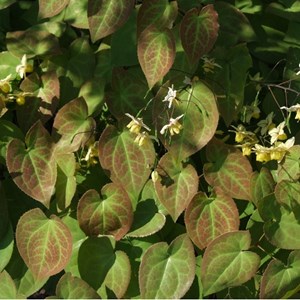 6 x fleur des elfes pubigerum - epimedium pubigerum  - godet 9x9 cm