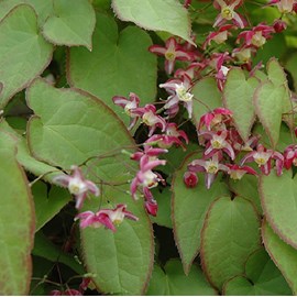 6 x fleur des elfes rouge - epimedium rubrum  - godet 9x9 cm