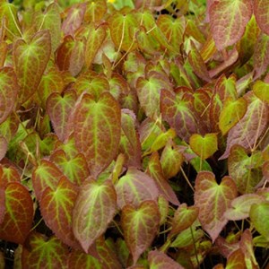 6 x fleur des elfes rouge - epimedium rubrum  - godet 9x9 cm