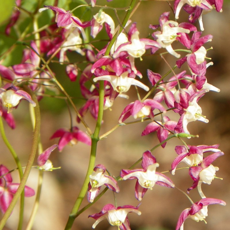 6 x fleur des elfes à grandes fleurs - epimedium grandiflorum 'red beauty' -