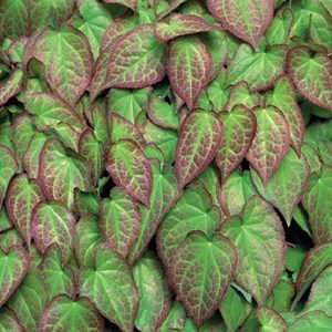 6 x fleur des elfes à grandes fleurs - epimedium grandiflorum 'red beauty' -