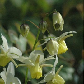 6 x fleur des elfes  - epimedium versicolor 'sulphureum'  - godet 9x9 cm