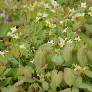 6 x fleur des elfes  - epimedium versicolor 'sulphureum'  - godet 9x9 cm