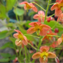 6 x fleur des elfes warleyense - epimedium warleyense  - godet 9x9 cm