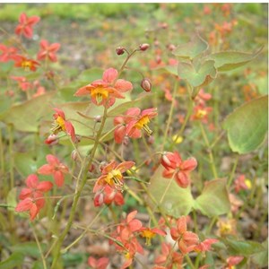6 x fleur des elfes warleyense - epimedium warleyense  - godet 9x9 cm