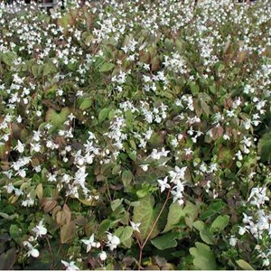 6 x fleur des elfes  - epimedium youngianum 'niveum'  - godet 9x9 cm