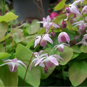 6 x fleur des elfes  - epimedium youngianum 'roseum'  - godet 9x9 cm