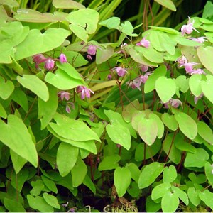 6 x fleur des elfes  - epimedium youngianum 'roseum'  - godet 9x9 cm