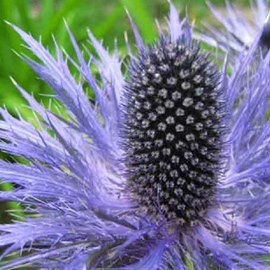 6 x chardon bleu des alpes  - eryngium alpinum 'blue star'  - godet 9x9 cm
