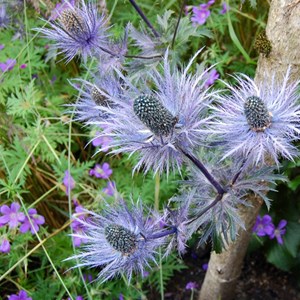 6 x chardon bleu des alpes  - eryngium alpinum 'blue star'  - godet 9x9 cm