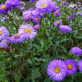 6 x vergerette  - erigeron 'azurfee'  - godet 9x9 cm