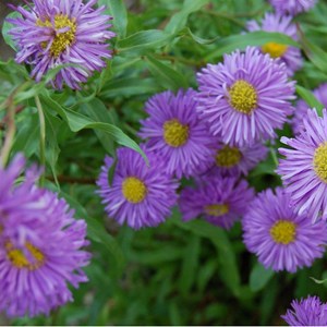 6 x vergerette  - erigeron 'azurfee'  - godet 9x9 cm