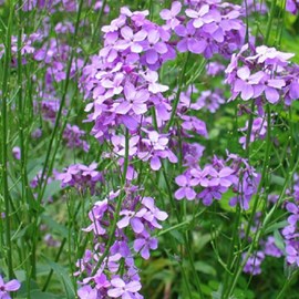 6 x giroflée  - erysimum 'bowles' mauve'  - godet 9x9 cm