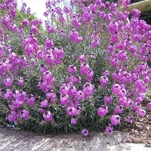 6 x giroflée  - erysimum 'bowles' mauve'  - godet 9x9 cm