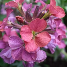 6 x giroflée  - erysimum 'constant cheer'  - godet 9x9 cm